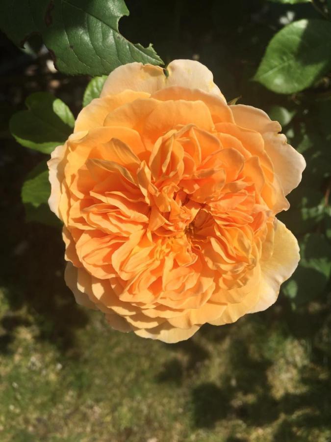 Bei Annemarie Trier